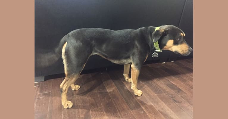 Nova, a Staffordshire Terrier and Chow Chow mix tested with EmbarkVet.com