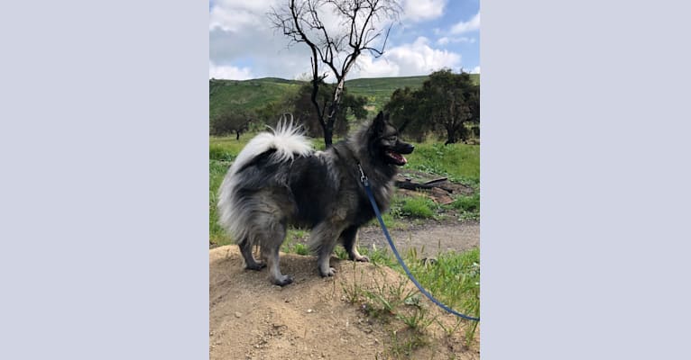 Photo of Thor, a Keeshond 