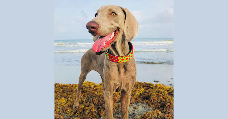Arya the Weim, a Weimaraner tested with EmbarkVet.com