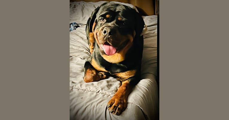 Chompy, a Rottweiler tested with EmbarkVet.com