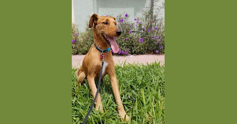 Mountain airedale terrier cheap