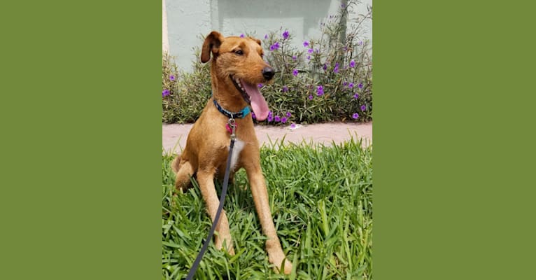 Starfall, an Airedale Terrier and Mountain Cur mix tested with EmbarkVet.com