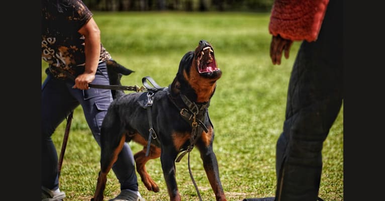 Mega, a Rottweiler tested with EmbarkVet.com