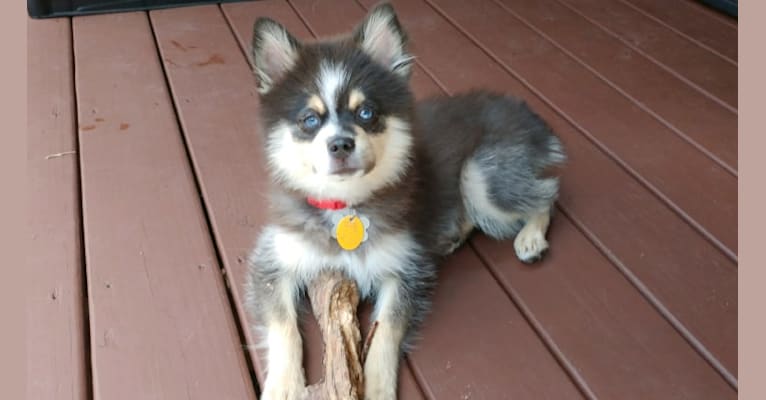 Miles, a Pomsky tested with EmbarkVet.com
