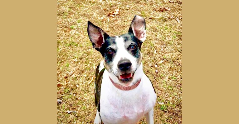 Photo of Maddie, an American Pit Bull Terrier and Rat Terrier mix in Fayetteville, Arkansas, USA