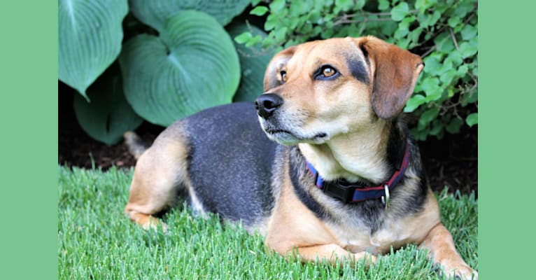 Photo of Buddy, a Beagle, Basset Hound, Pug, Boston Terrier, and Coonhound mix in Kentucky, USA