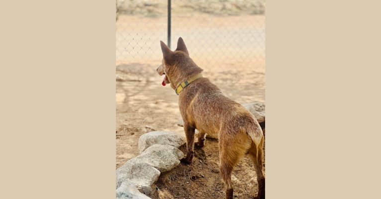 Rocko, an Australian Cattle Dog tested with EmbarkVet.com