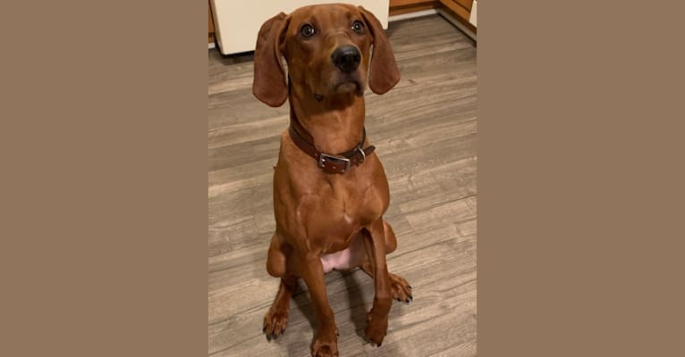 Ophelia, a Redbone Coonhound tested with EmbarkVet.com