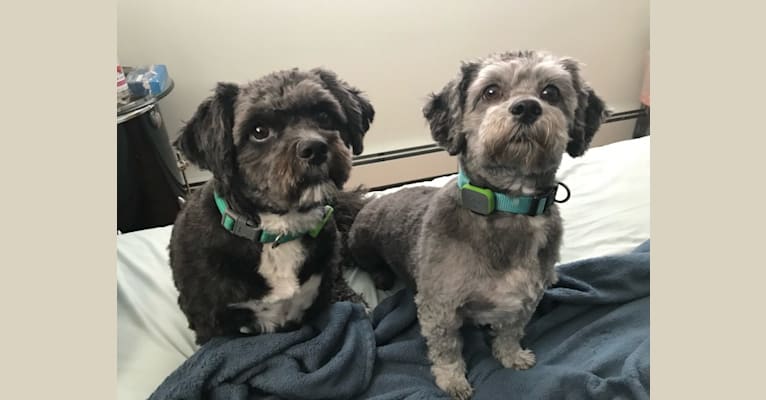 Buddy, a Havanese and Lhasa Apso mix tested with EmbarkVet.com