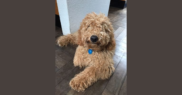 Haley, a Poodle (Small) and Poodle (Standard) mix tested with EmbarkVet.com