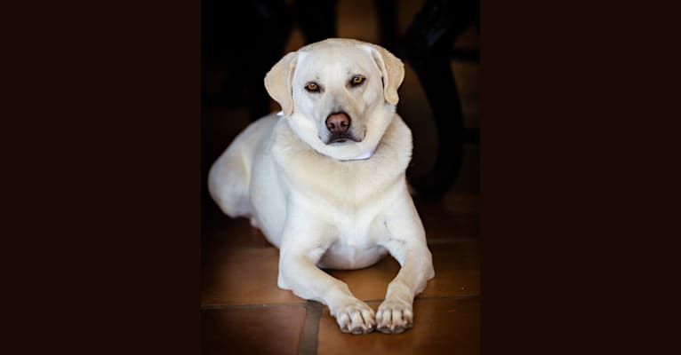 Tequila, a Labrador Retriever and German Shepherd Dog mix tested with EmbarkVet.com