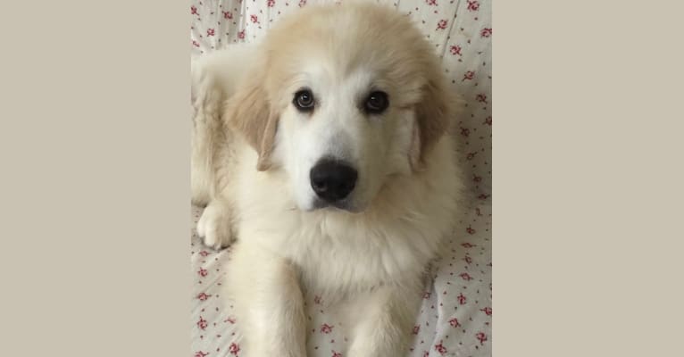 Cooper, a Great Pyrenees tested with EmbarkVet.com