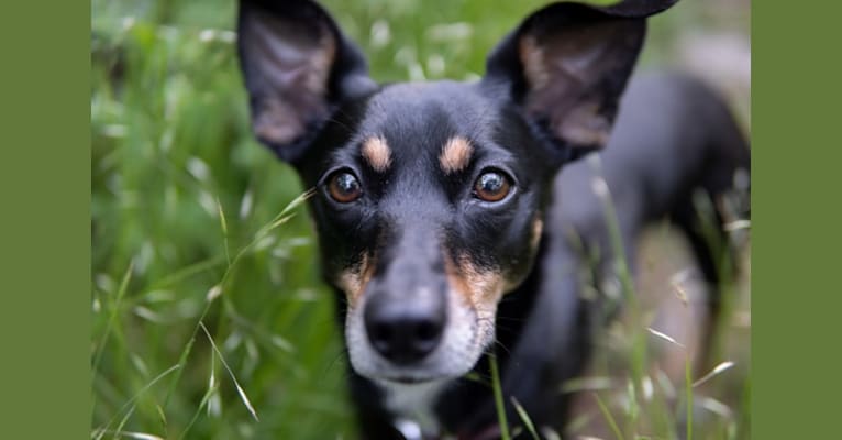 Photo of Remy, a Rat Terrier, Australian Cattle Dog, Dachshund, and Mixed mix in Morton Grove, IL, USA