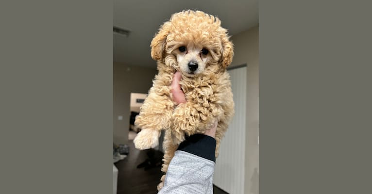 Chaz, a Poodle (Small) tested with EmbarkVet.com