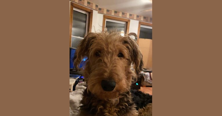 Photo of Dex, an Airedale Terrier  in Illinois, USA