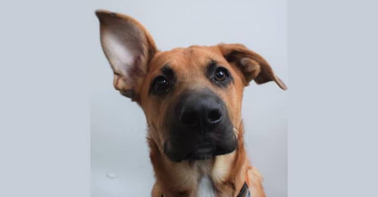 Riley Roo, a Boxer and German Shepherd Dog mix tested with EmbarkVet.com