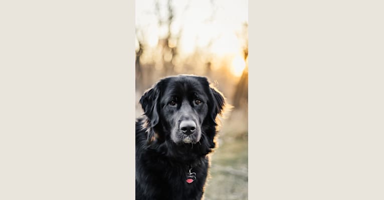 Photo of Conway, a Golden Retriever, Great Pyrenees, Anatolian Shepherd Dog, and Poodle (Standard) mix in Lonsdale, Minnesota, USA