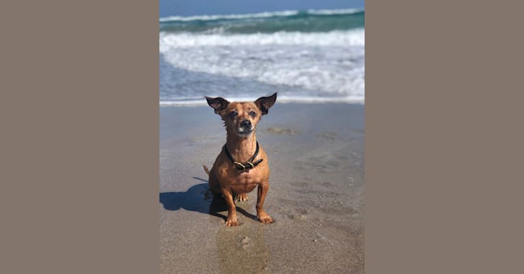 Photo of Buster, a Dachshund, Chihuahua, Silky Terrier, Yorkshire Terrier, and Mixed mix in Contra Costa, CA, USA