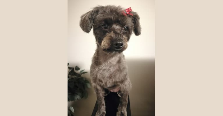 Waffle, a Yorkshire Terrier and Poodle (Small) mix tested with EmbarkVet.com