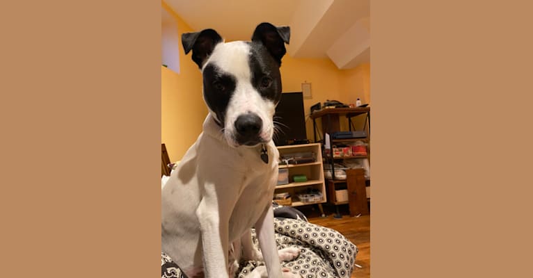 Wolfie, an American Pit Bull Terrier and Australian Shepherd mix tested with EmbarkVet.com