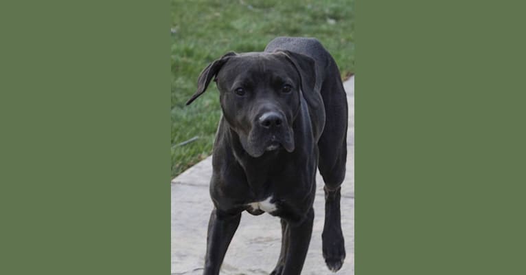 Gunner, a Staffordshire Terrier and Cane Corso mix tested with EmbarkVet.com