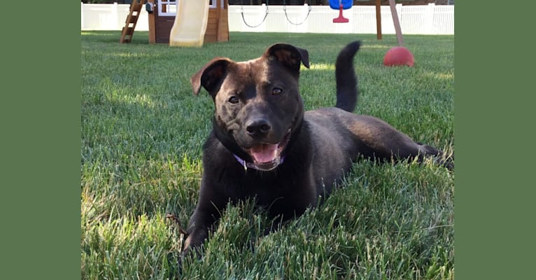 Luna, an American Pit Bull Terrier and Norwegian Elkhound mix tested with EmbarkVet.com