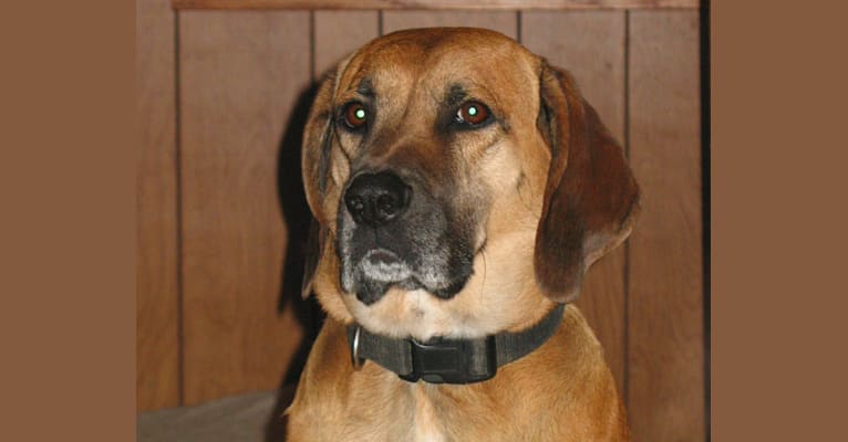 Leon, a Staffordshire Terrier and Coonhound mix tested with EmbarkVet.com
