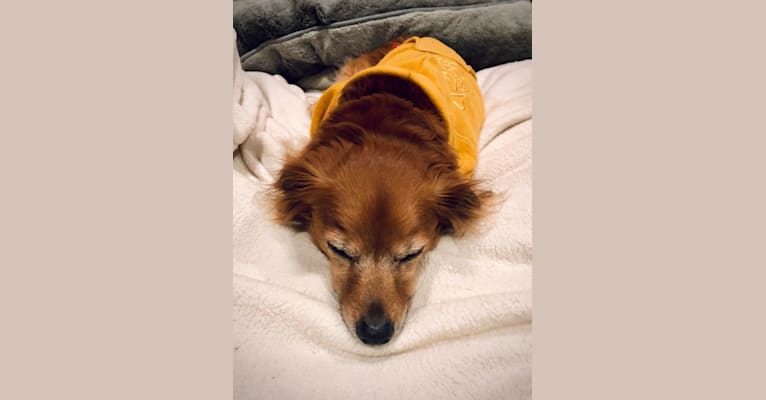 Photo of Tovi, a Pug, Chihuahua, Dachshund, Shih Tzu, and American Eskimo Dog mix in Massachusetts, USA