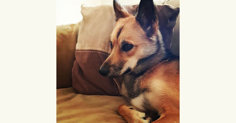 Stella, a Siberian Husky and Chihuahua mix tested with EmbarkVet.com