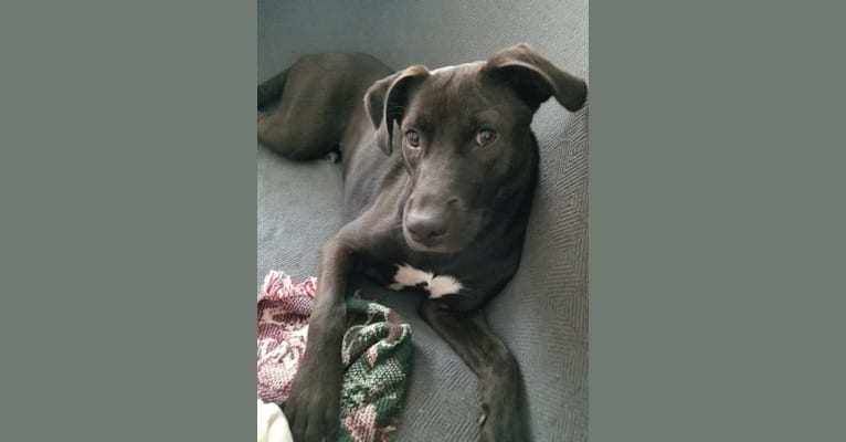Photo of Coasta, an American Pit Bull Terrier, Chow Chow, Boxer, American Staffordshire Terrier, Labrador Retriever, and Mixed mix in Jacksonville, Florida, USA