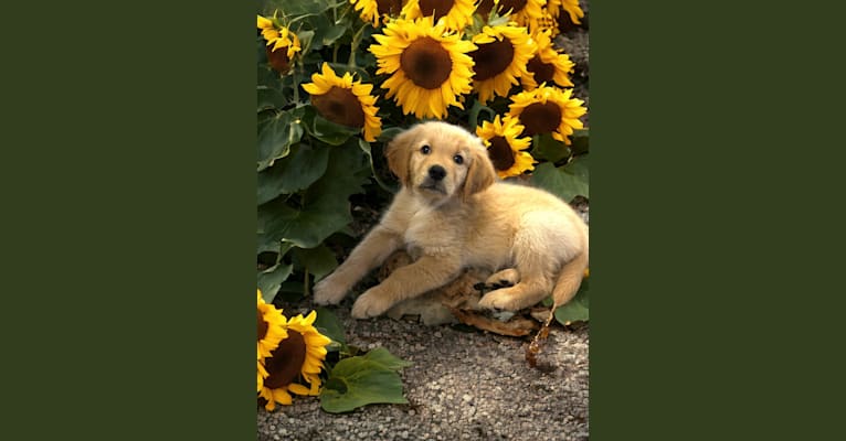 Ozzy, a Golden Retriever tested with EmbarkVet.com