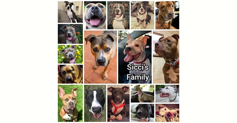 Sicci, an American Pit Bull Terrier and American Staffordshire Terrier mix tested with EmbarkVet.com