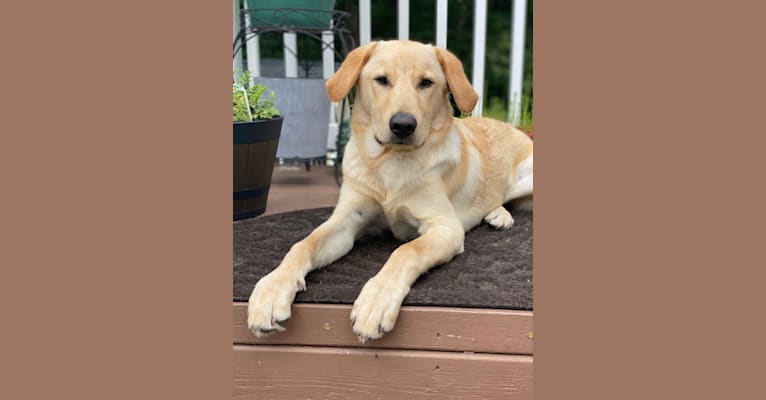 Walton, a Labrador Retriever and Beagle mix tested with EmbarkVet.com