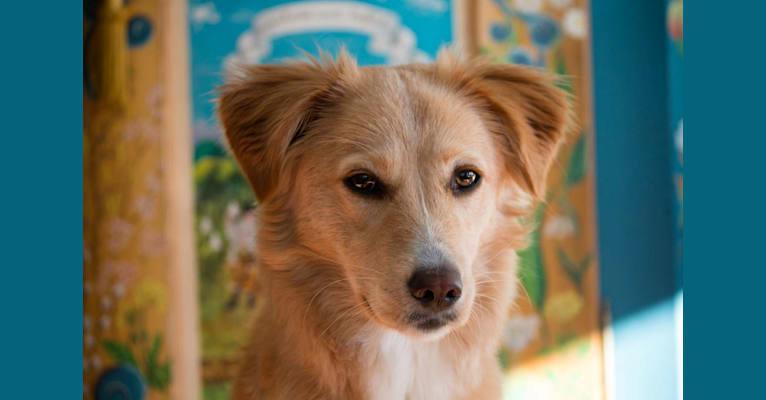 Cloé, an European Village Dog tested with EmbarkVet.com