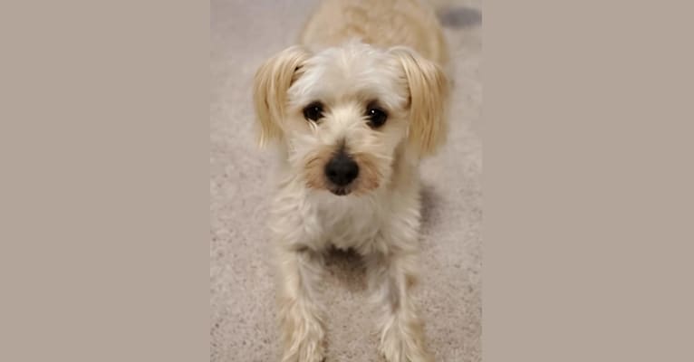 Photo of Bear, a Morkie  in Wingate, NC, USA