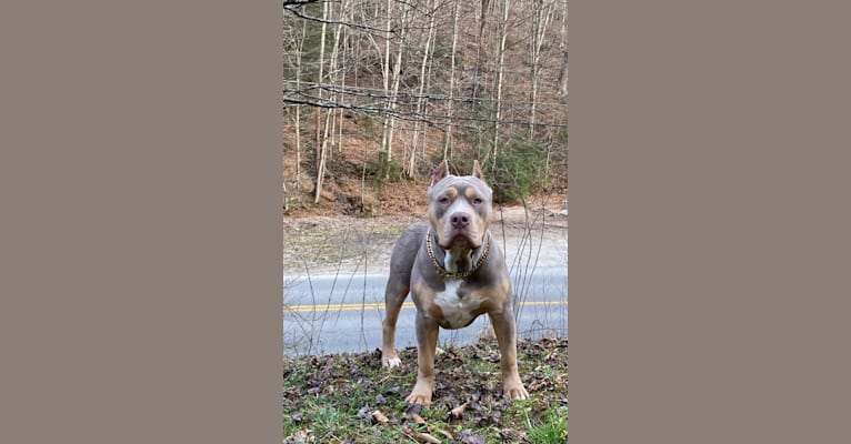 Onyx, an American Bully and Bulldog mix tested with EmbarkVet.com