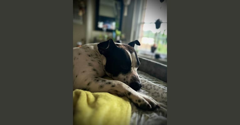 Rita, an American Bully and American Pit Bull Terrier mix tested with EmbarkVet.com