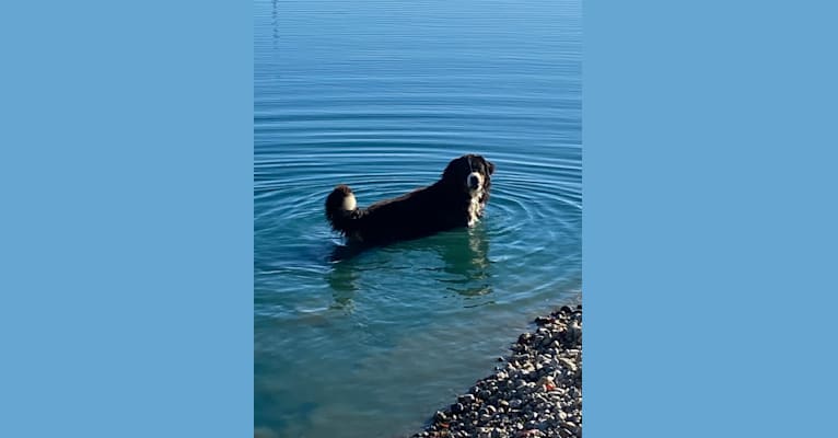 Bo, a Bernese Mountain Dog tested with EmbarkVet.com