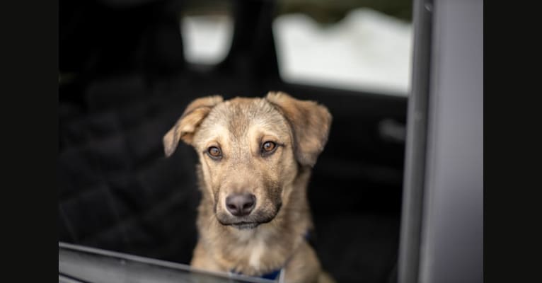 Sunshine, a Saint Bernard and American Pit Bull Terrier mix tested with EmbarkVet.com