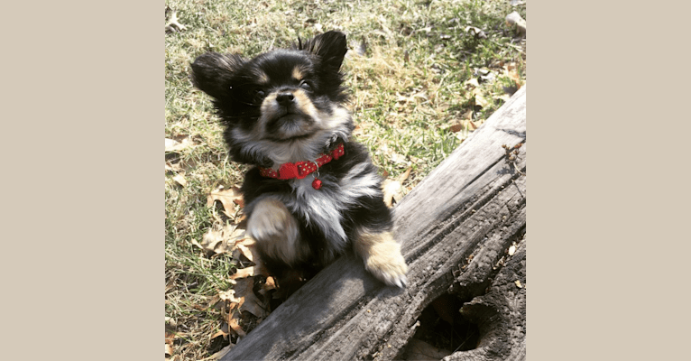 Photo of Kovu, a Pomeranian, Chihuahua, Miniature Pinscher, Yorkshire Terrier, and Poodle (Small) mix in Waterford, New York, USA