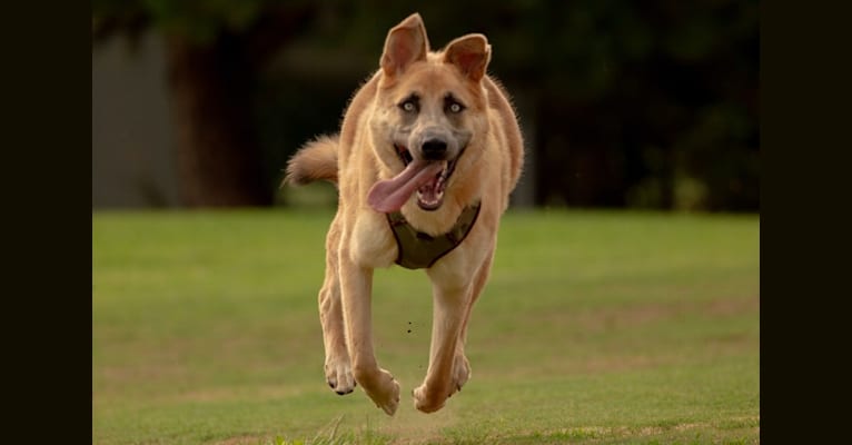 Boban, a German Shepherd Dog and Great Pyrenees mix tested with EmbarkVet.com