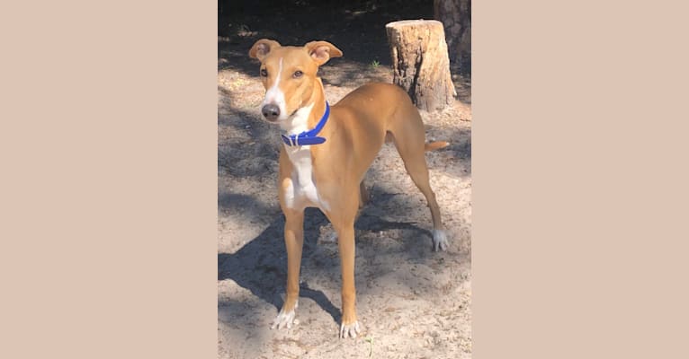 Bull terrier greyhound hotsell mix