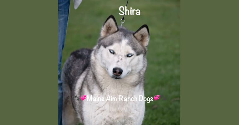 Shira, a Siberian Husky tested with EmbarkVet.com