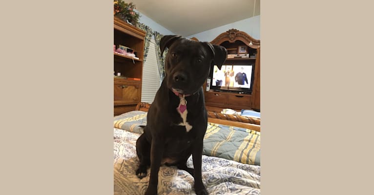 Photo of COCO, an American Pit Bull Terrier, Mastiff, and American Staffordshire Terrier mix in Florida, USA