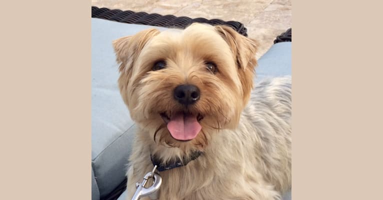 Denali, a Silky Terrier tested with EmbarkVet.com