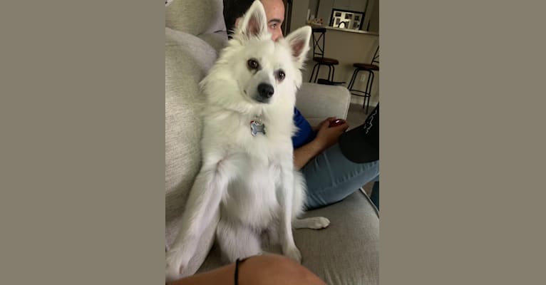 Photo of Quill, an American Eskimo Dog  in Los Angeles, California, USA