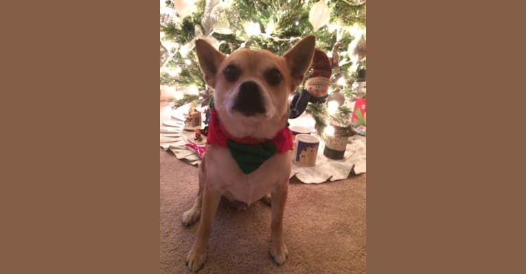 Frankie, a Chihuahua and Miniature Pinscher mix tested with EmbarkVet.com