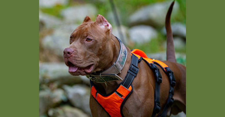 New England's Finest's Rudy, an American Pit Bull Terrier tested with EmbarkVet.com