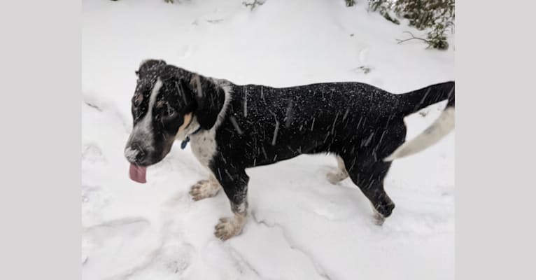 Photo of Crick, a Border Collie and Bluetick Coonhound mix in Ange-Gardien, Quebec, Canada