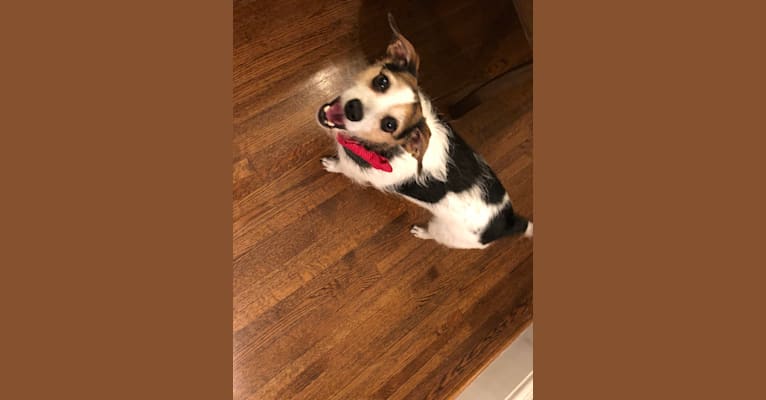 Photo of Sherlock, a Chihuahua, Biewer Terrier, Rat Terrier, Dachshund, Yorkshire Terrier, and Mixed mix in Austin, TX, USA